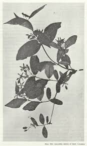 Image result for Parquetina calophylla