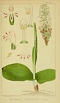 Image result for Satyrium coriophoroides