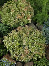 Image result for Pieris japonský little heath obrázek