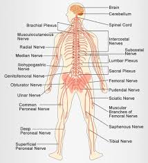 Quizlet is the easiest way to study, practise and master what you're learning. 21 Nervous System Diagram For Kids Ideas Nervous System Diagram Nervous System Nervous