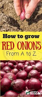 How To Grow Red Onions Garden Onion Growyourmint Grow Red Onion Growing Onions Growing Vegetables