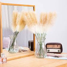 Dwarf mondo will only get 3 in. Amazon Com Pampas Grass 15pcs 20 Artificial Pampas Decor Fluffy Home Decor Wedding Boho Plant Gray Kitchen Dining