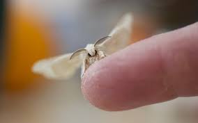 Hot sell 99% purify household chemicals naphthalene balls. White Moth Meaning And Symbolism