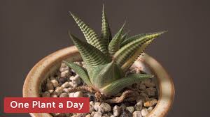 Image result for Haworthia limifolia