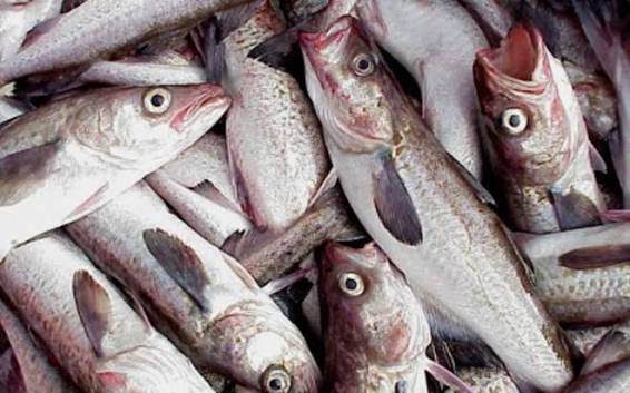 Tận mắt cá minh thái đang gây sốt thị trường Mỹ, châu Âu | VOV.VN