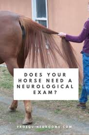 Neurological Signs In Horses Http Www Proequinegrooms Com Tips Health And Well Being Neurological Signs In Horses Horses Vet Medicine Horse Care