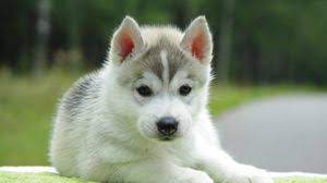 Animals Wallpapers Desktop Backgrounds Hd Pictures And Images In 2021 Cute Puppy Wallpaper Very Cute Dogs Puppy Dog Images