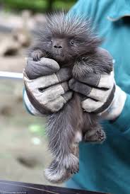 Omigersh Porky Pine Derp In Germany Baby Porcupine Zoo Keeper Jobs Cute Baby Animals
