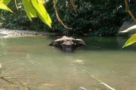 Jun 14, 2021 · a moreno valley man was killed after a personal watercraft he was trying to start at a boat launch on the colorado river exploded, authorities said. Kerala Fir Lodged In Pregnant Wild Elephant S Killing Who Was Fed With Firecracker In Pineapple