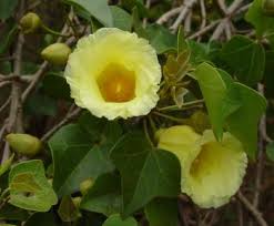 Image result for Thespesia