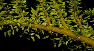 Image result for Droguetia iners