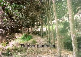 They also guarantee aftersales services and support for a smooth and comfortable transition. Malaysia Land Land For Sale In Penang Kedah Perak Malaysia Penang Properties Com