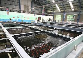 Siap kirim seluruh indonesiatanya harga lansung. Pusat Budidaya Ikan Koi Kini Ada Di Bogor Terbesar Se Indonesia Bocimi Update