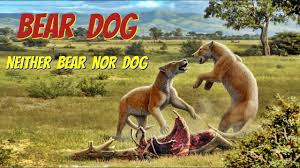 Bear Dog Amphicyonidae Neither Bear Nor Dog Youtube Developer, security/privacy researcher and engineer @onionrnet looking for work, see website. bear dog amphicyonidae neither bear nor dog
