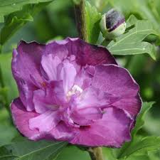 Image result for Hibiscus syriacus Violet Clair Double