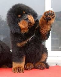 Check spelling or type a new query. All About Tibetan Mastiff Dog Breed Origin Behavior Trainability Facts Puppy Price Color Health