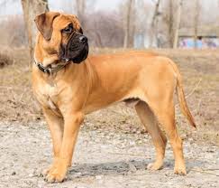 The bullmastiff is perfectly content to. Bullmastiff Dog Breed Information An Imposing Protector