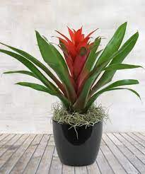 Bromeliad Plant Care How To Grow Bromeliad The Right Way Plants Plant Cuttings Planting Shrubs