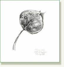 Aspen Leaf Pencil Drawing Google Search Drawings Aspen Trees Tattoo Pencil Drawings