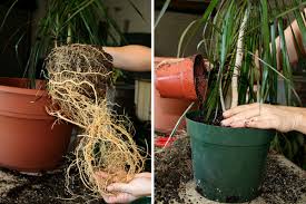 Give it plenty of sun. How To Revive A Plant Cook It