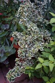 Image result for Syncolostemon