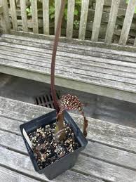 Image result for Sauromatum venosum