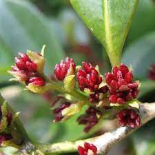 Plantez, récoltez, savourez vos récoltes avec les fruits et légumes bakker. Distylium Racemosum Arbuste Arbuste Persistant Fleurs Rouges