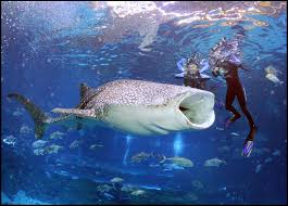Swim Or Dive With The World S Largest Fish Whale Sharks