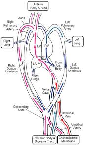 From wikipedia, the free encyclopedia. Jcdd Free Full Text Angiogenesis In The Avian Embryo Chorioallantoic Membrane A Perspective On Research Trends And A Case Study On Toxicant Vascular Effects Html