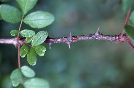 Image result for Zanthoxylum sp. A