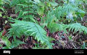 Image result for Pityrogramma calomelanos