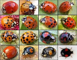 En lady bird, greta gerwig revela su nueva y audaz voz cinematográfica con su debut como directora, ahondando tanto el humor como el dramatismo en el. Why Harlequin Ladybirds Are Invading Our Homes Natural History Museum