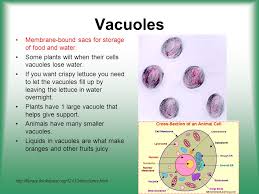 Maybe you would like to learn more about one of these? Cell Structure Function Ppt Video Online Download