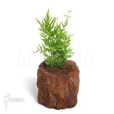 Image result for Pteris dentata