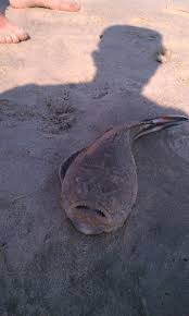 Mamalc Image Of The Northern Stargazer Whats That Fish