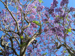 Purple flower plants vary in size; What Types Of Trees Have Purple Flowers