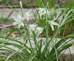 Image result for Ornithogalum