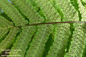 Image result for Christella dentata