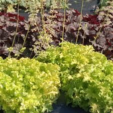 Heuchera Lime Ruffles Terra Nova Nurseries Inc 1 reviews — write a review. heuchera lime ruffles terra nova