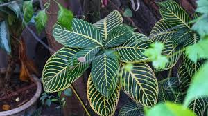 Image result for Sanchezia