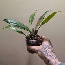 Image result for Bulbophyllum schinzianum