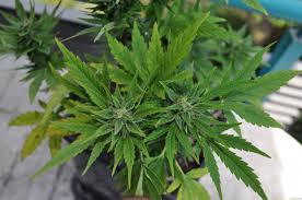 Feminized lowryder is a fantastic marijuana seed that has the best of both worlds. Lowryder Joint Doctor Cannabis Strain Info