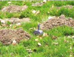 Maus tier nagetier natur niedlich hausmaus säugetier süß garten feldmaus. Wuhlmausbekampfung Pestodo Fachversand