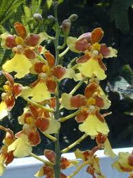 Image result for Angraecopsis parviflora