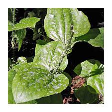 Image result for Smilax