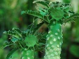 Image result for Dorstenia