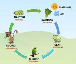 21 Contoh Rantai Makanan Di Kebun Pengertian Ciri Dan Gambarnya Lengkap Ruangbiologi Co Id