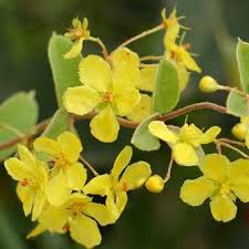 Image result for Sphedamnocarpus pruriens
