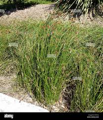 Image result for Ficinia filiformis
