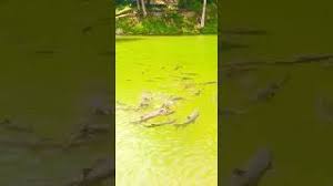 Ingin tahu cerita legenda ikan sakti sungai janiah yang berasal dari sumatera barat? Legenda Ikan Sakti Sungai Janiah Jalan Jalan Terus